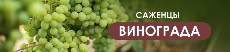 Новая акция