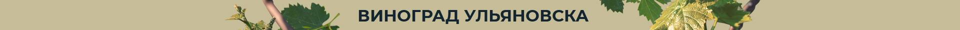 topbanner