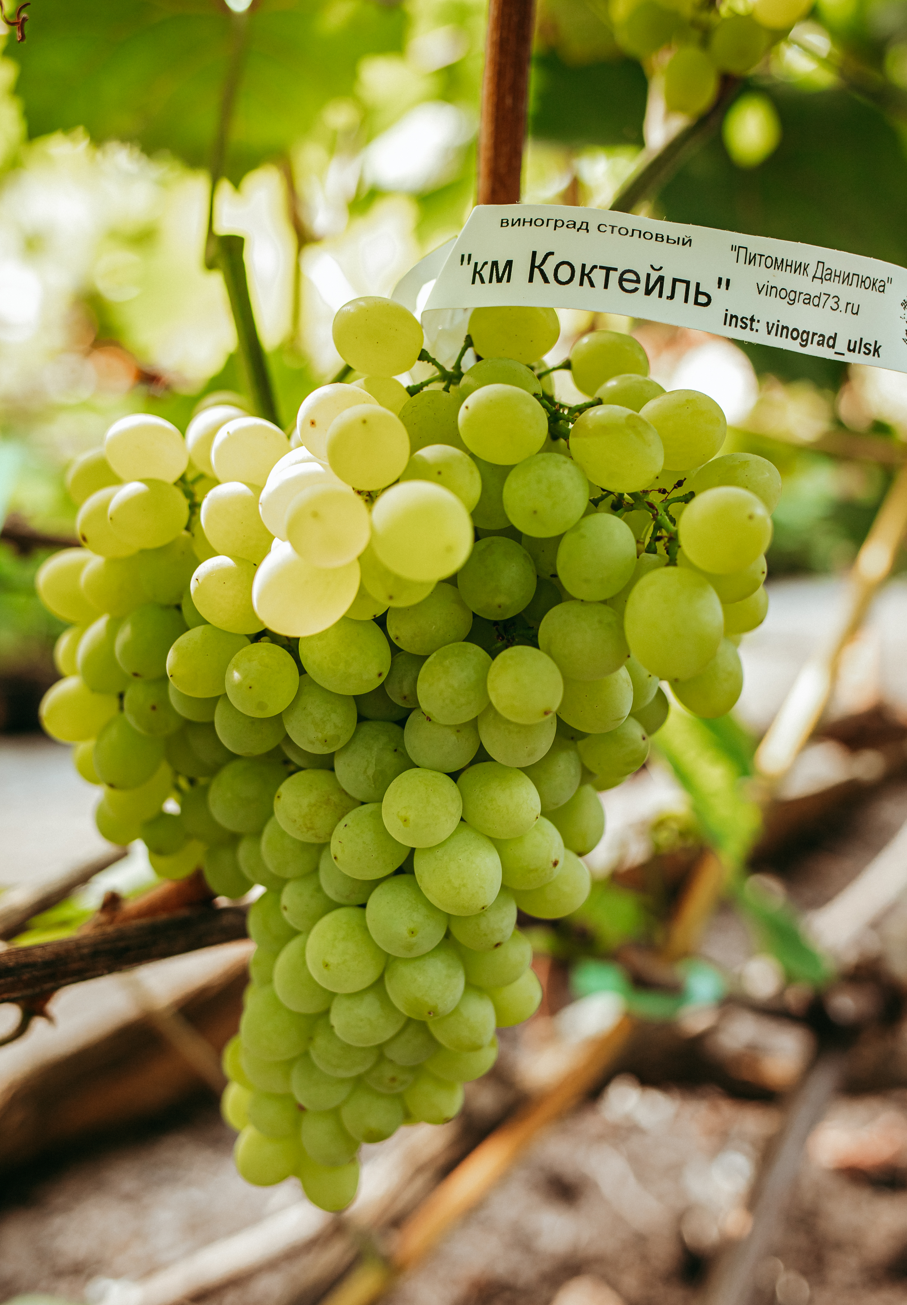 КМ Коктейль,саженец винограда 0,8 л